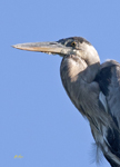 Great Blue Heron 5668